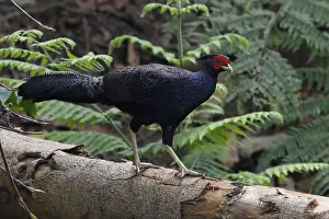Kalij pheasant (Lophura leucomelanos) Tongbiguan Nature Reserve, Dehong, Yunnan, China