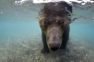 Russia Prints: Kamchatcka brown bear (Ursus arctos beringianus) with face underwater whilst fishing