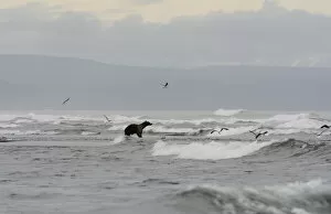 Kamchatka Brown Bear (Ursus arctos beringianus) on the Pacific coast of Kamchatka