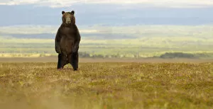 Animal Legs Gallery: Kamchatka Brown Bear (Ursus arctos beringianus) stands on its back legs to more easily
