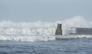 Wave Gallery: A Kamchatka Brown Bear (Ursus arctos beringianus) standing in breaking waves