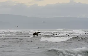 Promontory Prints: Kamchatka Brown Bear (Ursus arctos beringianus) on the Pacific coast of Kamchatka