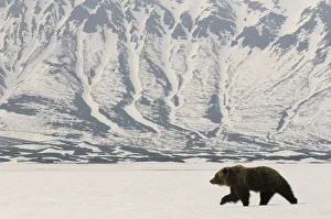 At Home In The Wild Prints: Kamchatka Brown Bear (Ursus arctos beringianus) recently risen from hibernation in