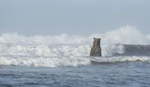 Waiting Prints: A Kamchatka Brown Bear (Ursus arctos beringianus) standing in breaking waves