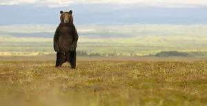 Legs Prints: Kamchatka Brown Bear (Ursus arctos beringianus) stands on its back legs to more easily