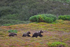 Russia Prints: Kamchatka brown bear (Ursus arctos) mother and yearling cubs on autumn tundra