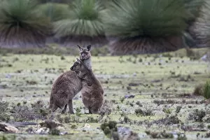 June 2021 Highlights Gallery: Two Kangaroo Island kangaroo joeys (Macropus fuliginosus fuliginosus)