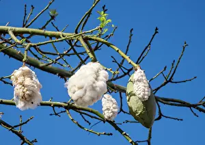 Mallow Prints: Kapok tree (Ceiba pentandra) fruits hanging on tree, Funchal, Madeira. March