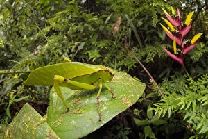 Katydid / Bush Cricket (Tettigoniidae) camouflaged amongst cloud forest understory vegetation