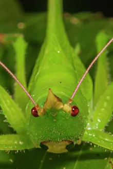 Ensifera Prints: Katydid (Copiphora) portrait. Los Tuxtlas Biosphere Reserve, Mexico. July