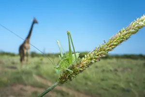 Miispecies Prints: Katydid (Tettigoniidae) with Giraffe (Giraffa camelopardalis) in the background