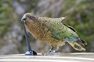 Southern Alps Prints: Kea (Nestor notabilis) biting a car aerial