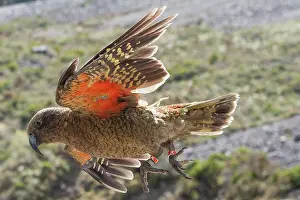 Psittacines Prints: Kea (Nestor notabilis) in flight
