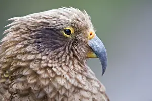 Nestoridae Prints: Kea (Nestor notabilis) head portrait