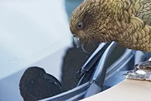 Southern Alps Prints: Kea (Nestor notabilis) investigating car windscreen wiper
