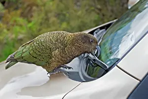 Southern Alps Prints: Kea (Nestor notabilis) investigating car windscreen wiper