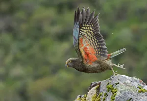 Vulnerable Collection: Kea (Nestor notabilis) juvenile, taking flight off rock, Arthur's Pass National Park