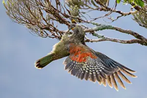Psittacines Prints: Kea (Nestor notabilis) juvenile