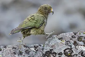 Kea (Nestor notabilis) juvenile, walking over a rock, Arthur's Pass National Park, South Island, New Zealand. May. Endangered