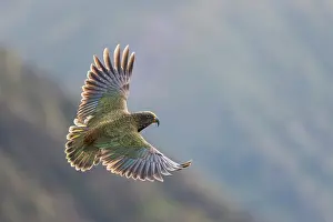 Psittacines Prints: Kea (Nestor notabilis) juvenile in flight