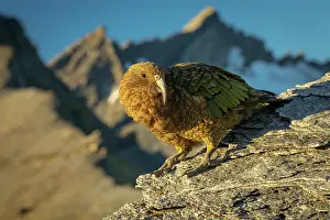 Southern Alps Prints: Kea (Nestor notabilis) male, perched on mountainside with a small glacier in the background on Fog Peak
