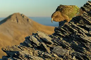 Southern Alps Prints: Kea (Nestor notabilis) male, perched on rocky mountainside Southern Alps