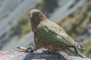 Psittacines Prints: Kea (Nestor notabilis) perched on rock