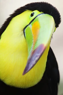Keel billed toucan (Ramphastos sulfuratus), captive