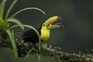 2019 May Highlights Collection: Keel-billed toucan (Ramphastos sulfuratus) perched on branch with beak open
