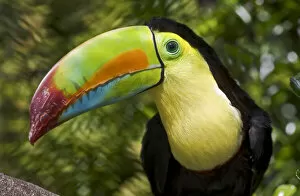 Images Dated 4th July 2008: Keel-billed Toucan (Ramphastos sulfuratus) portrait, Captive, found Mexico to Venezuela