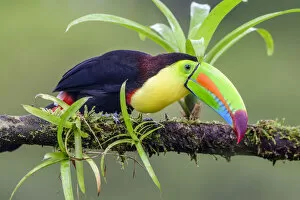 Images Dated 22nd September 2020: Keel-billed toucan (Ramphastos sulfuratus) perched on branch amongst epiphytes