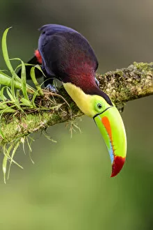 Images Dated 22nd September 2020: Keel-billed toucan (Ramphastos sulfuratus) looking downwards, perched on branch