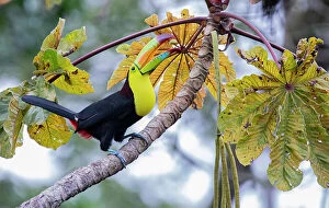 Yellow Collection: Keel-billed toucan (Ramphastos sulfuratus) perched in Trumpet tree (Cecropia peltata)