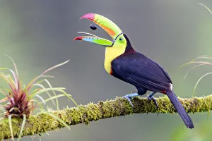 Keel-billed toucan (Ramphastos sulfuratus) feeding, tossing fruit seed in beak