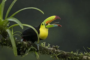 Ramphastidae Prints: Keel-billed toucan (Ramphastos sulfuratus) perched on branch with beak open