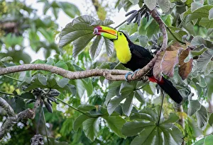 Ramphastidae Prints: Keel-billed toucan (Ramphastos sulfuratus) perched on branch with fruit in beak