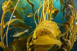 Kelp bass (Paralabrax clathratus) in Giant kelp (Macrocystis pyrifera) forest Kelp bass (Paralabrax clathratus) in Giant kelp (Macrocystis pyrifera) forest