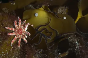 Images Dated 10th February 2009: Kelp with Common / Red sunstar (Crossaster papposus) and shells, Moere coastline