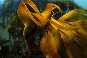 Seaweed Gallery: Kelp forest (Laminaria hyperborea), Atlantic Ocean, North West Norway, March