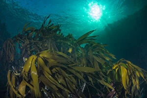 Seaweed Gallery: Kelp forest (Laminaria hyperborea) in the clear seas of Scotland, UK, September