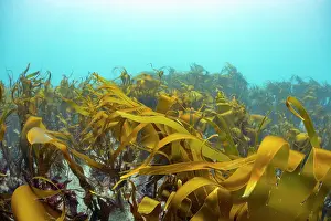 Seaweed Prints: Kelp forest (Laminaria hyperborea), Lizard Peninsula, Cornwall, UK, English Channel