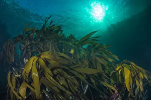 Sea Life Prints: Kelp forest (Laminaria hyperborea) in the clear seas of Scotland, UK, September