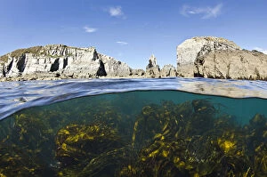 Seaweed Gallery: Kelp forest (Laminaria sp) growing beneath the cliffs of Lundy Island, Devon, UK