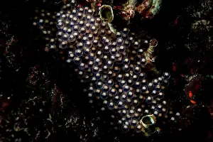 Vancouver Island Prints: Kelp greenling (Hexagrammos decagrammus) eggs