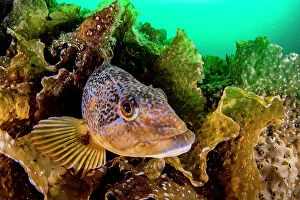December 2022 Highlights Gallery: Kelp greenling (Hexagrammos decagrammus), female, resting on bed of kelp (Laminariales)