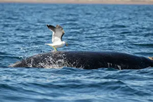 Argentina Prints: Kelp gull (Larus dominicanus) attacking Southern right whale (Eubalaena australis) to eat its blubber