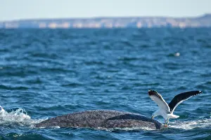 Argentina Prints: Kelp gull (Larus dominicanus) attacking Southern right whale (Eubalaena australis) to eat its blubber