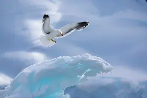 Seagulls Prints: Kelp gull (Larus dominicanus) landing on piece of ice, Antarctica
