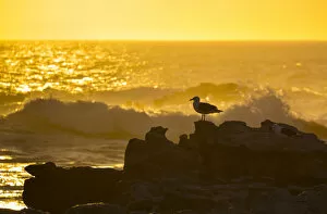 Alone Gallery: Kelp gull (Larus dominicanus) on rocky shore with crashing waves at sunset, Bird Island