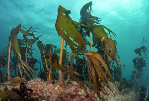 Laminaria Hyperboria Prints: Kelp (Laminaria hyperborea) forest, Lizard Peninsula, Cornwall, UK, English Channel